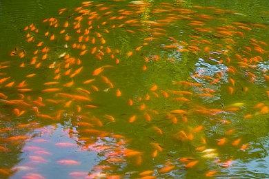 《艾尔登法环》明晚10点公布实机演示 时长为15分钟